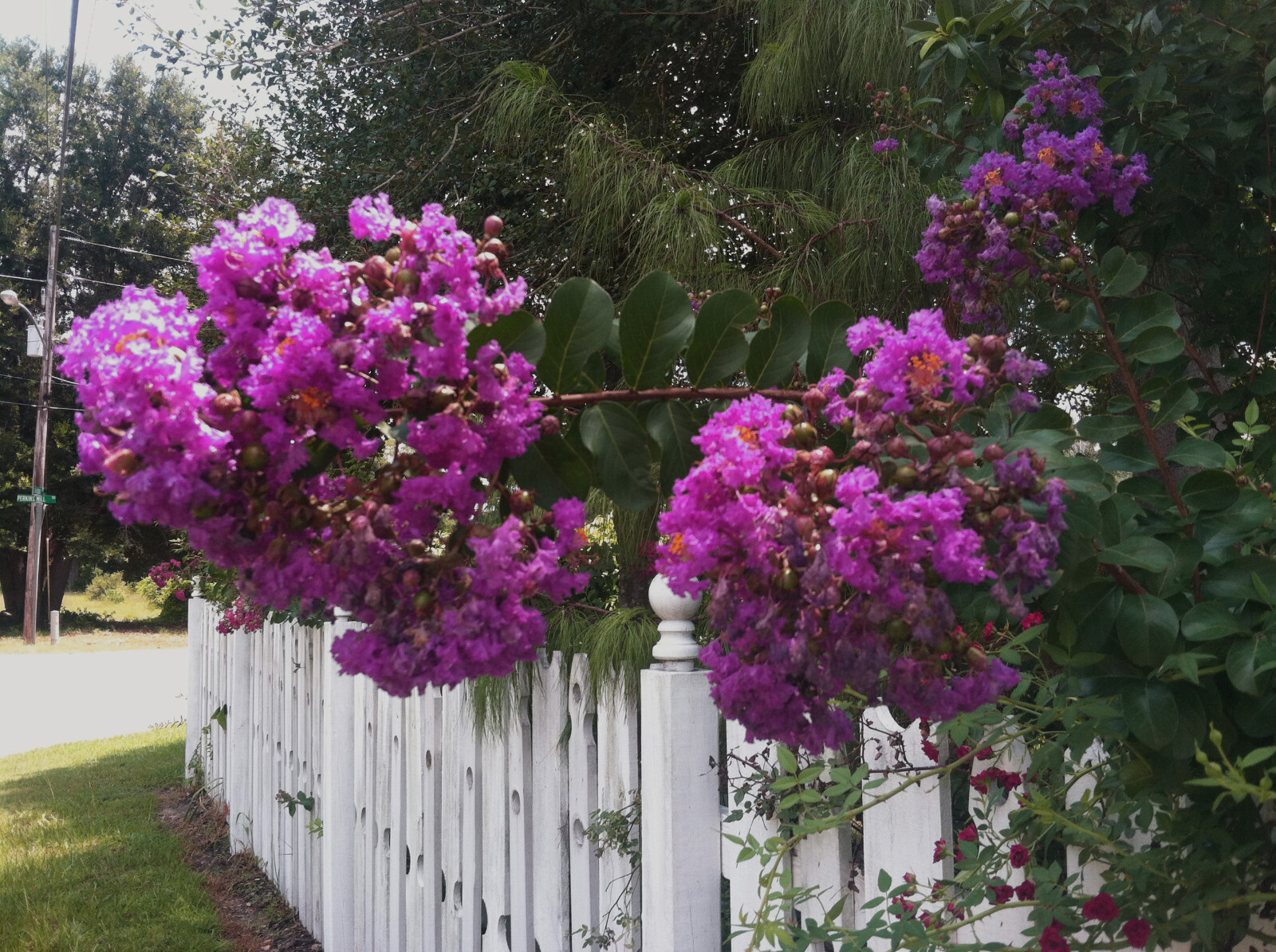 Lagerstroemia indica | Crape Myrtle Catawba | 15 seeds