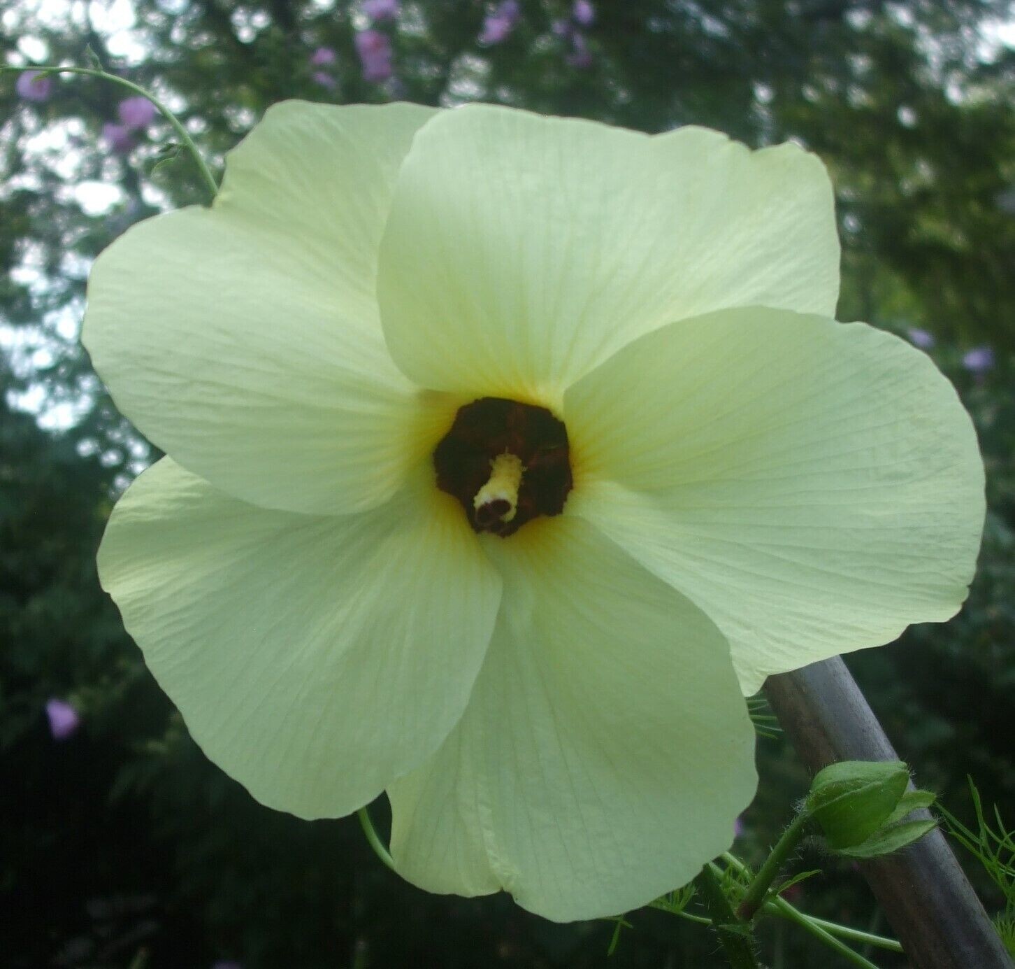 60 seeds of abelmoschus manihot / yellow hibiscus manihot * organic crop of 2025