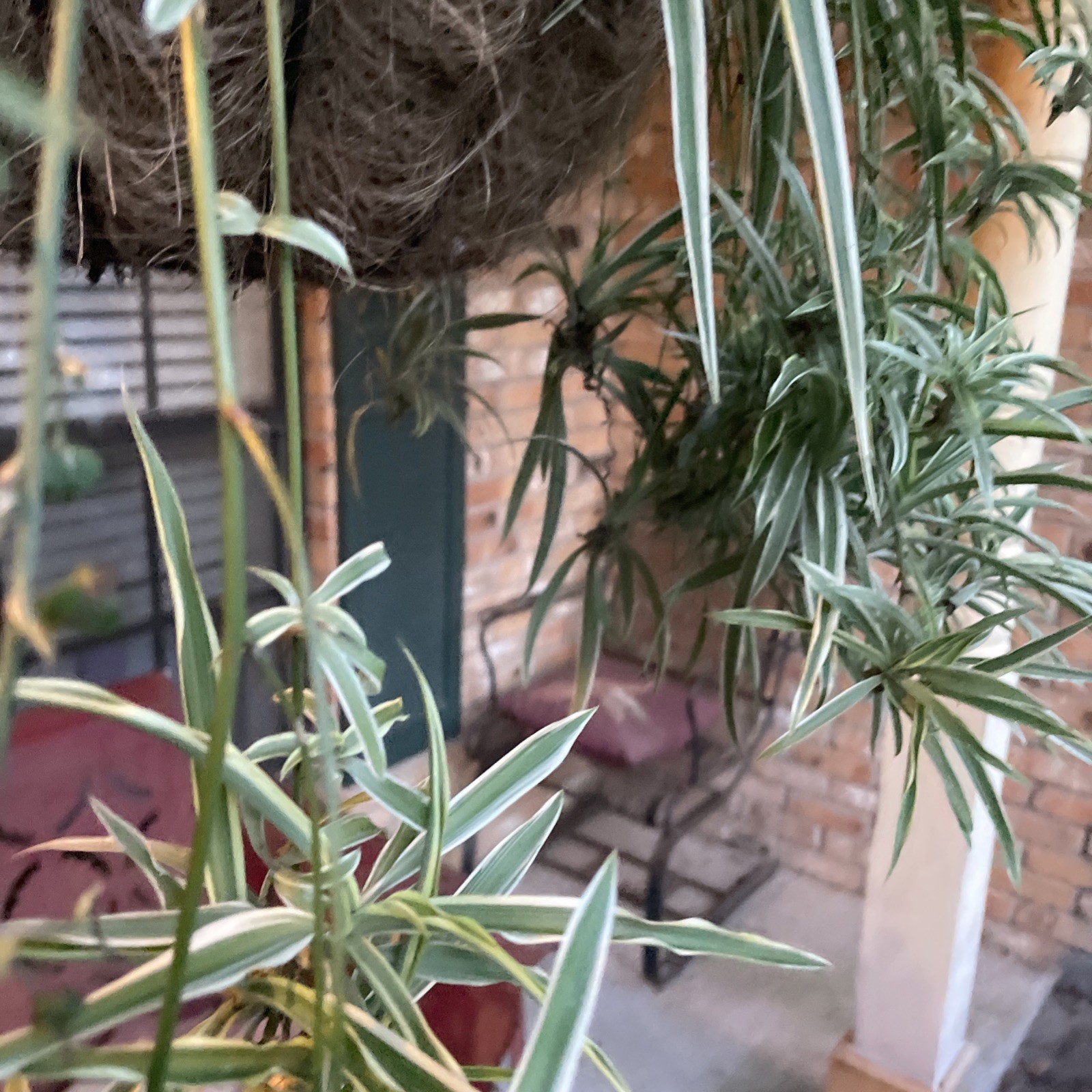 3 Spider Plants Cut Rooted Live Plants – Indoor Air Purifying Houseplants