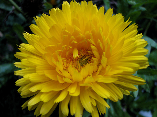 50+ CALENDULA POT MARIGOLD FLOWER SEEDS BEAUTIFUL YELLOW & ORANGE 2-3″ BLOOMS