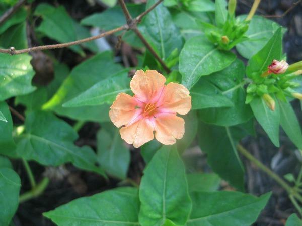 Mirabilis jalapa | Salmon Four O’clock | 5 Seeds