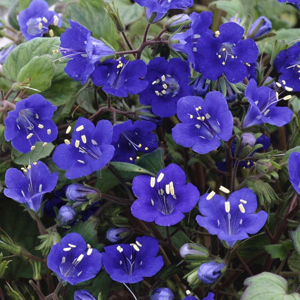 California Bluebell Campanula Seeds 100+ Seeds NON-GMO BUY 4 GET FREE SHIPPING