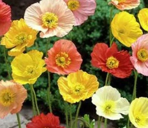 1200+ Iceland Poppy Seeds **Fresh Seeds** ~~Free Shipping~~
