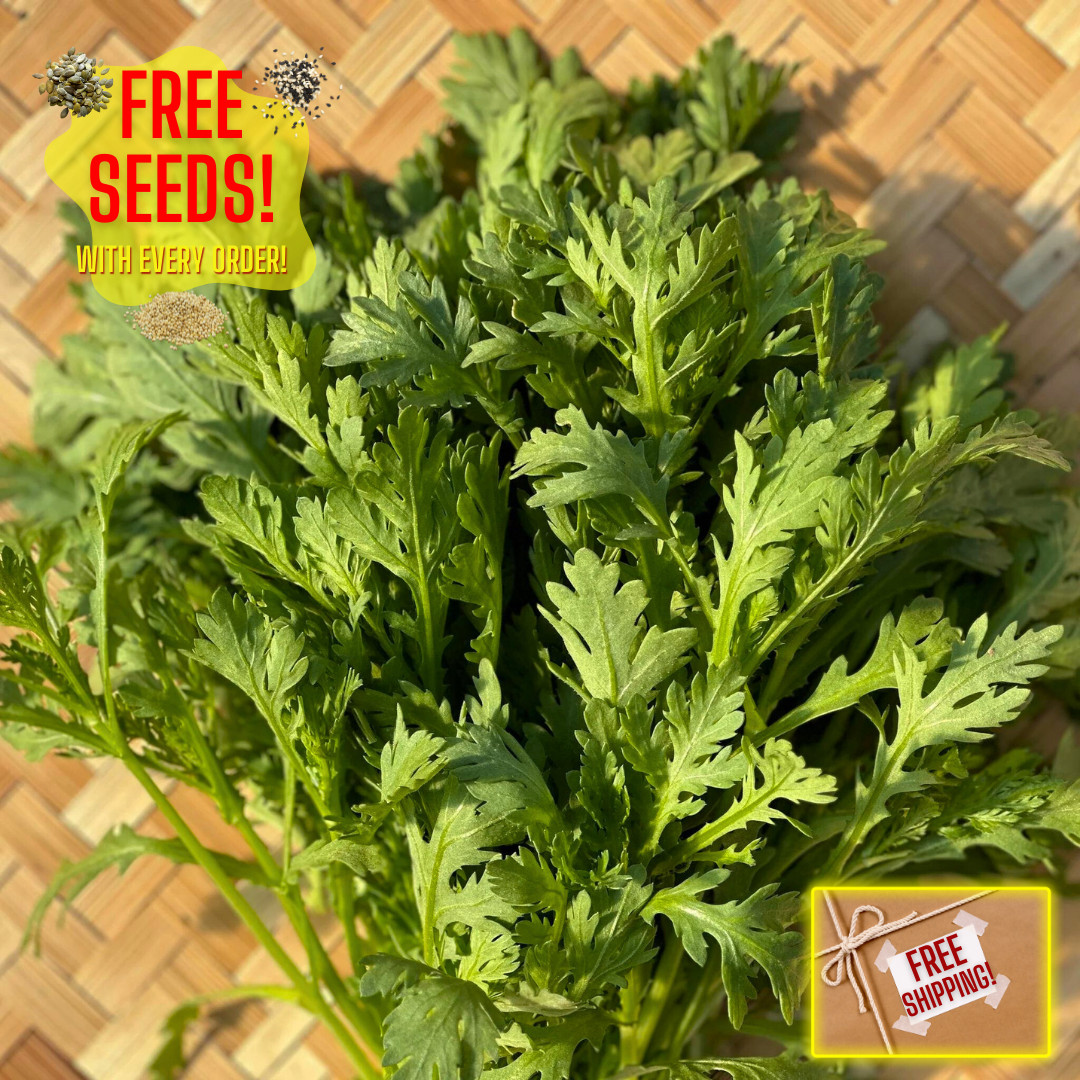 Fresh Chrysanthemum Greens Seeds | Tong Hao | Heirloom Non-GMO | Asian Vegetable