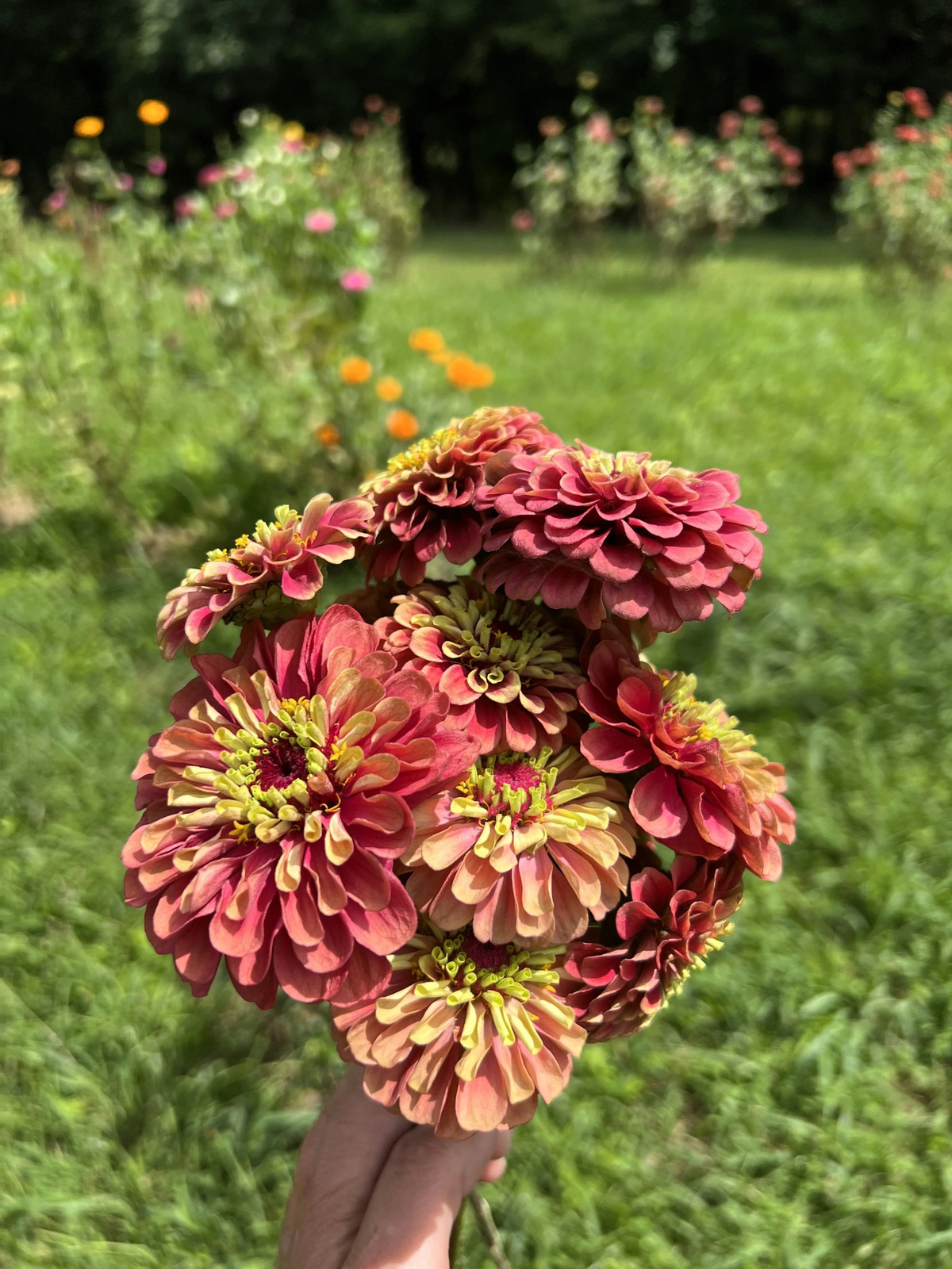 25 RED LIME QUEENY ZINNIA Elegans Green Queen Flower Seeds