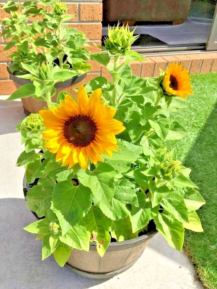 50+Sunspot DWARF SUNFLOWER Seeds Native Wildflower Flowering Annual Container