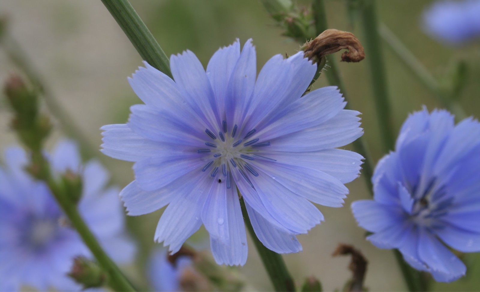 Chicory Seeds (cichorium intybus)