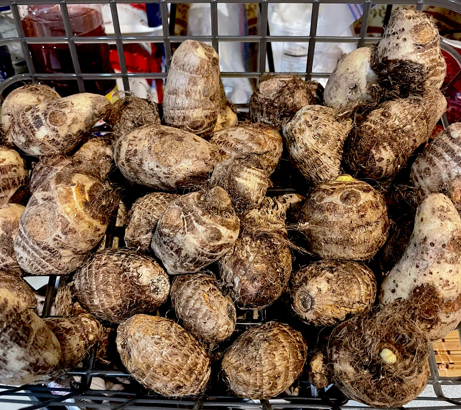 Malanga Coco Yam (1) tuber~2-4” Inches~ For Consumption Or Planting