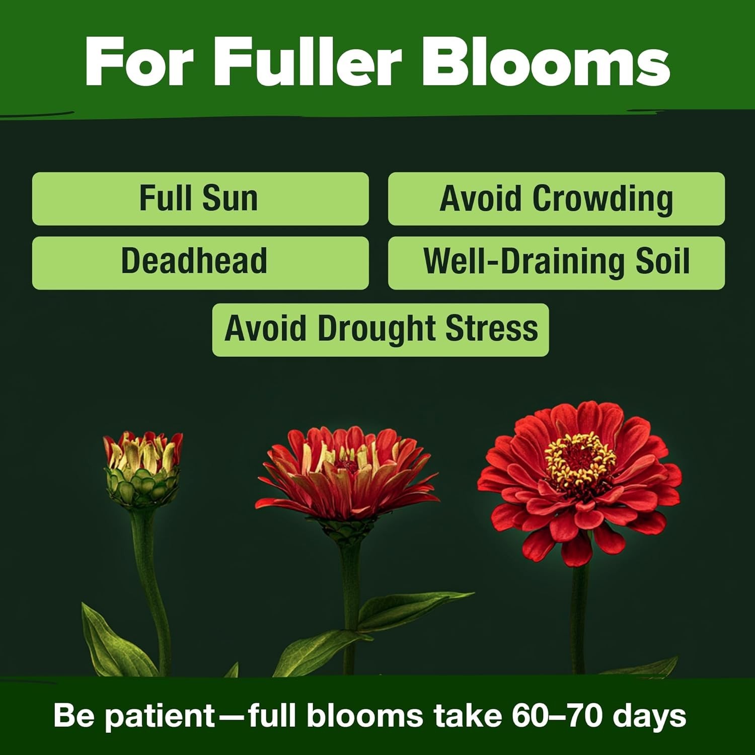 Zinnia Dahlia Seeds Pack for 2026 Non GMO 524 Flower Seeds | Vibrant Zinnia E…
