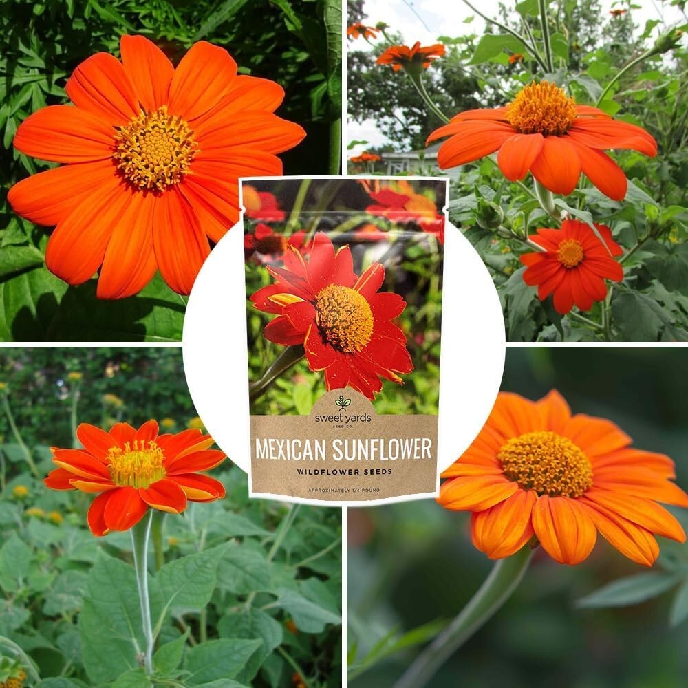 Bulk Quarter Pound Bag of Mexican Sunflower Seeds – 10,000+ Non-GMO Wildflowe…