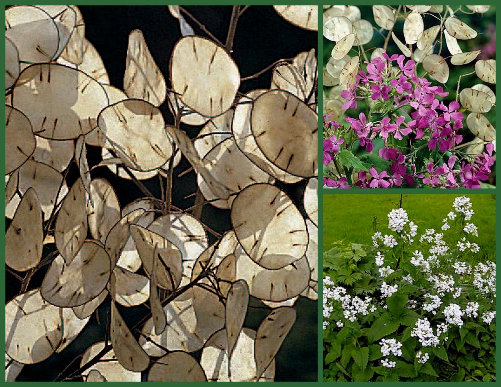 Money Plant Seeds, Violet & White, 2pk Special, Silver Dollar Plant, Honesty