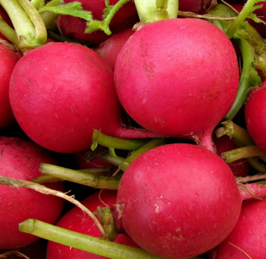German Giant Radish Seeds | Large Red Globe Radishes Crimson Vegetable Seed 2024