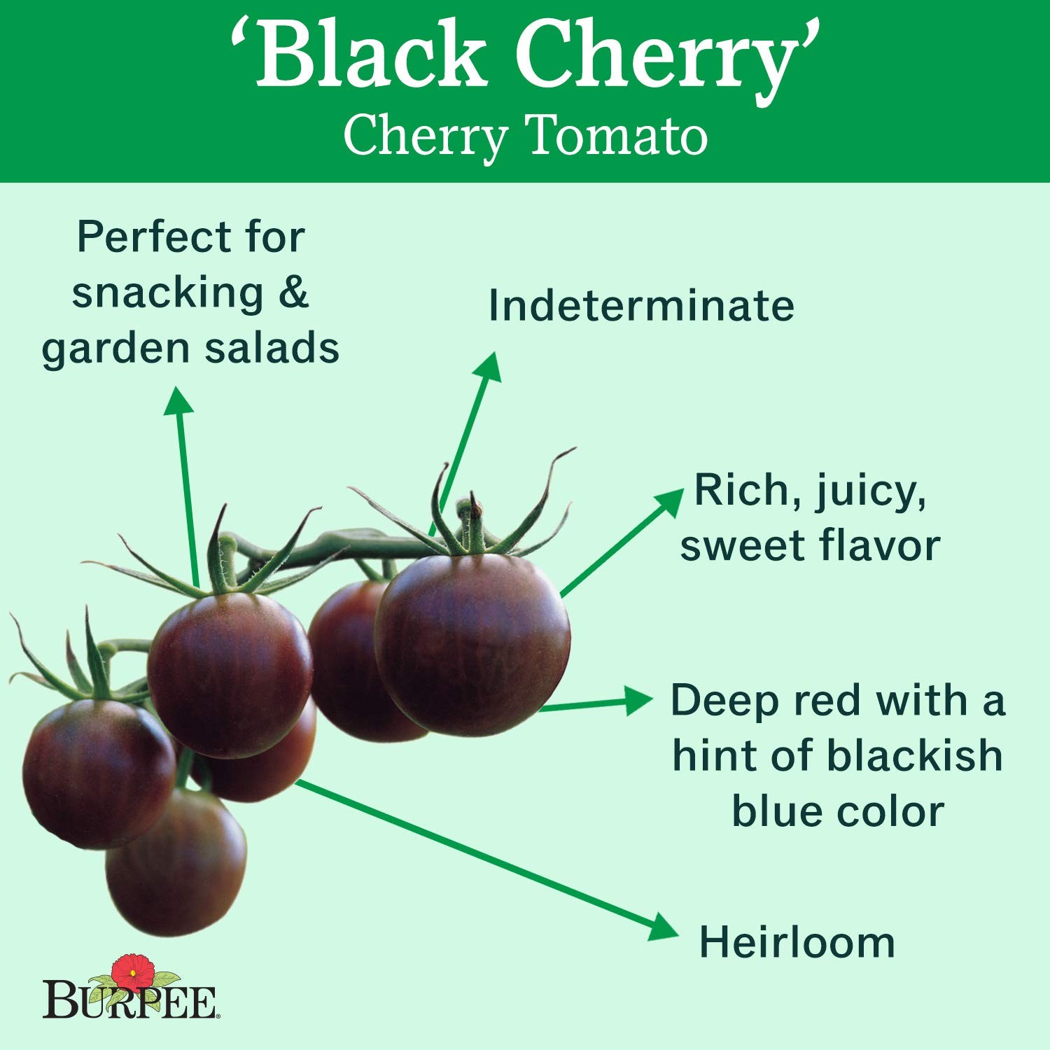 ‘Black Cherry’ Tomato, Purple Cherry Tomato, Sweet Rich Flavor, 30 NonGMO Seeds