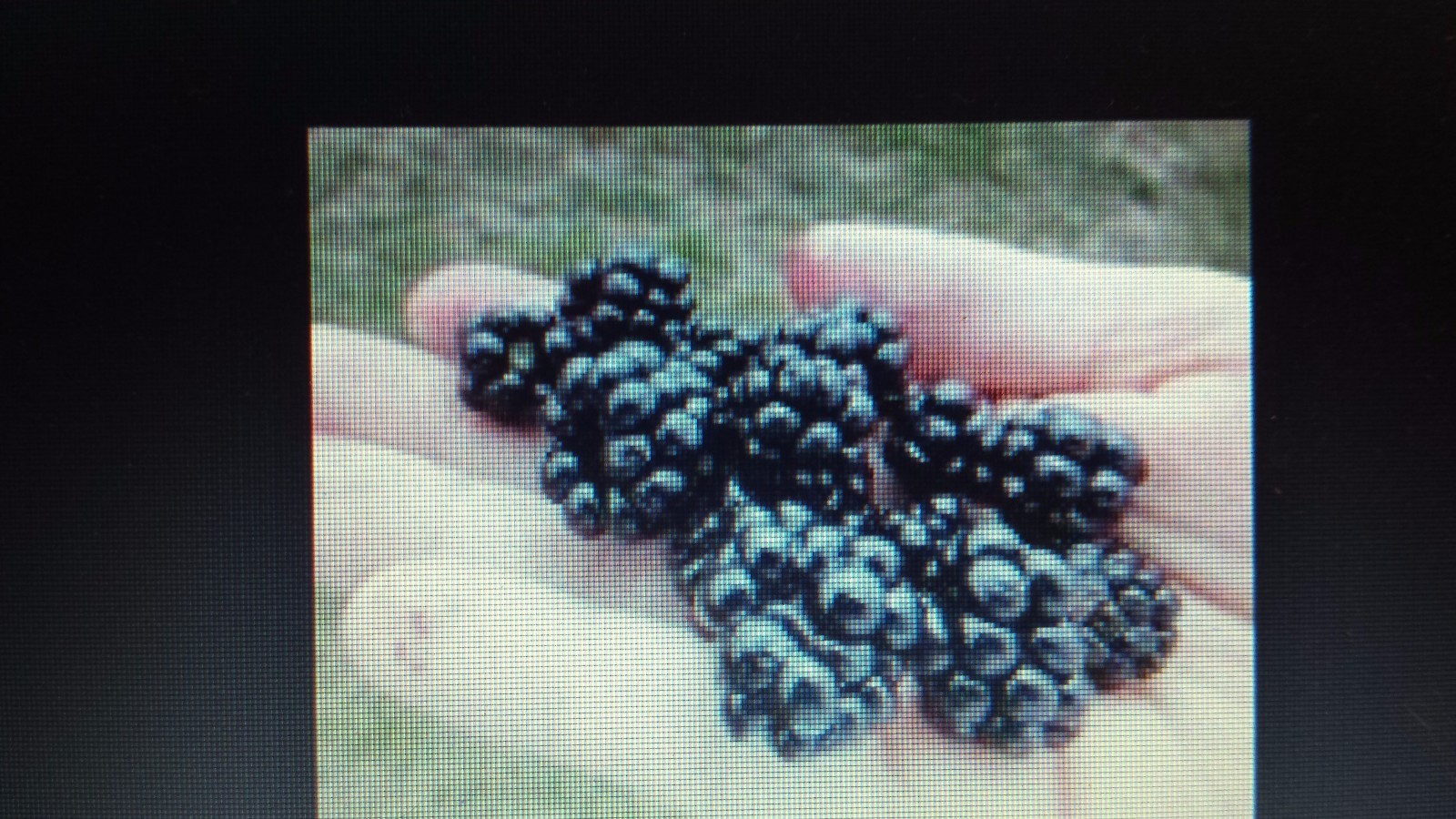  Blackberry vines. Delicious edible fruit for Jam, Syrup, or By handful. Spreads