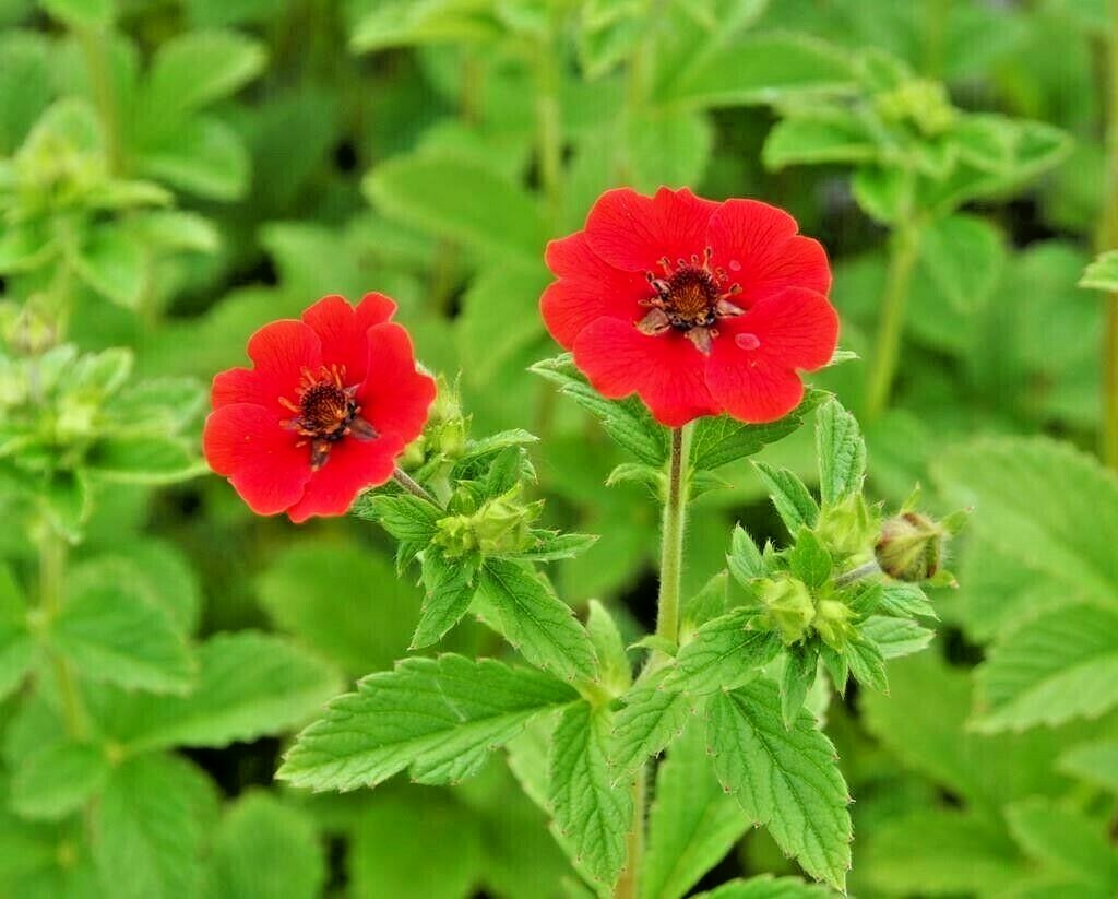 101+PONTENTILLA SCARLET CINQUEFOIL Seed Native Perennial Compact Flowering Shrub