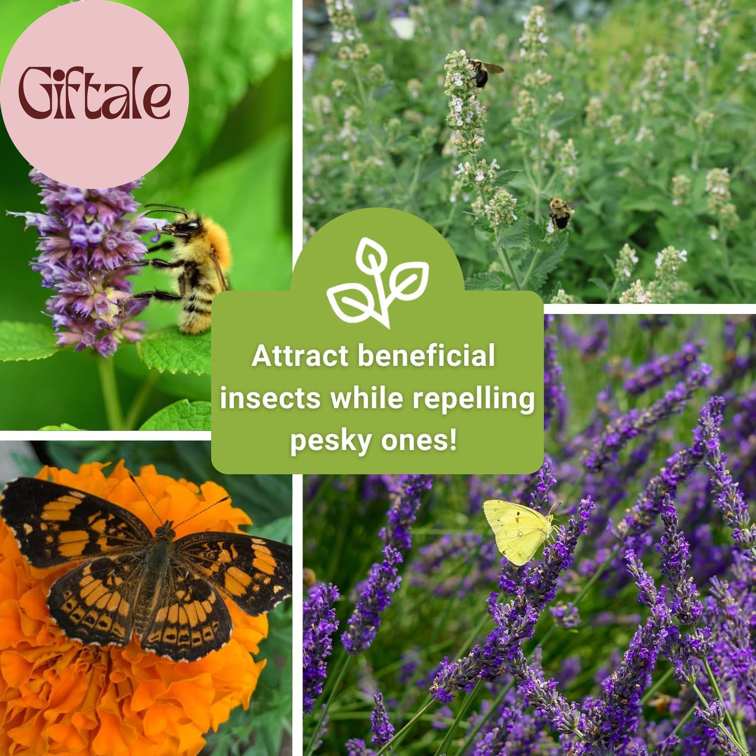 – Insect & Pest Repellent Seed Collection for Planting – Lavender, Catnip, Marig