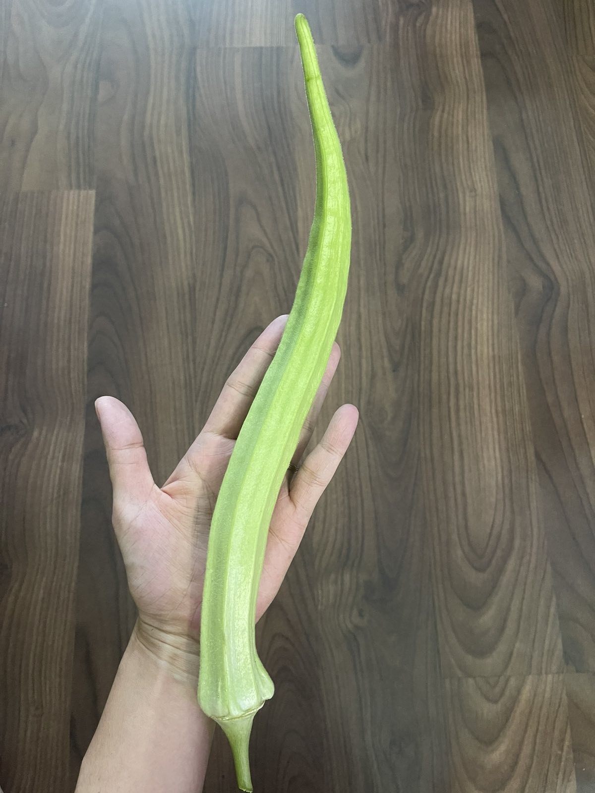 25 Organic Giant XXL Okra Seeds