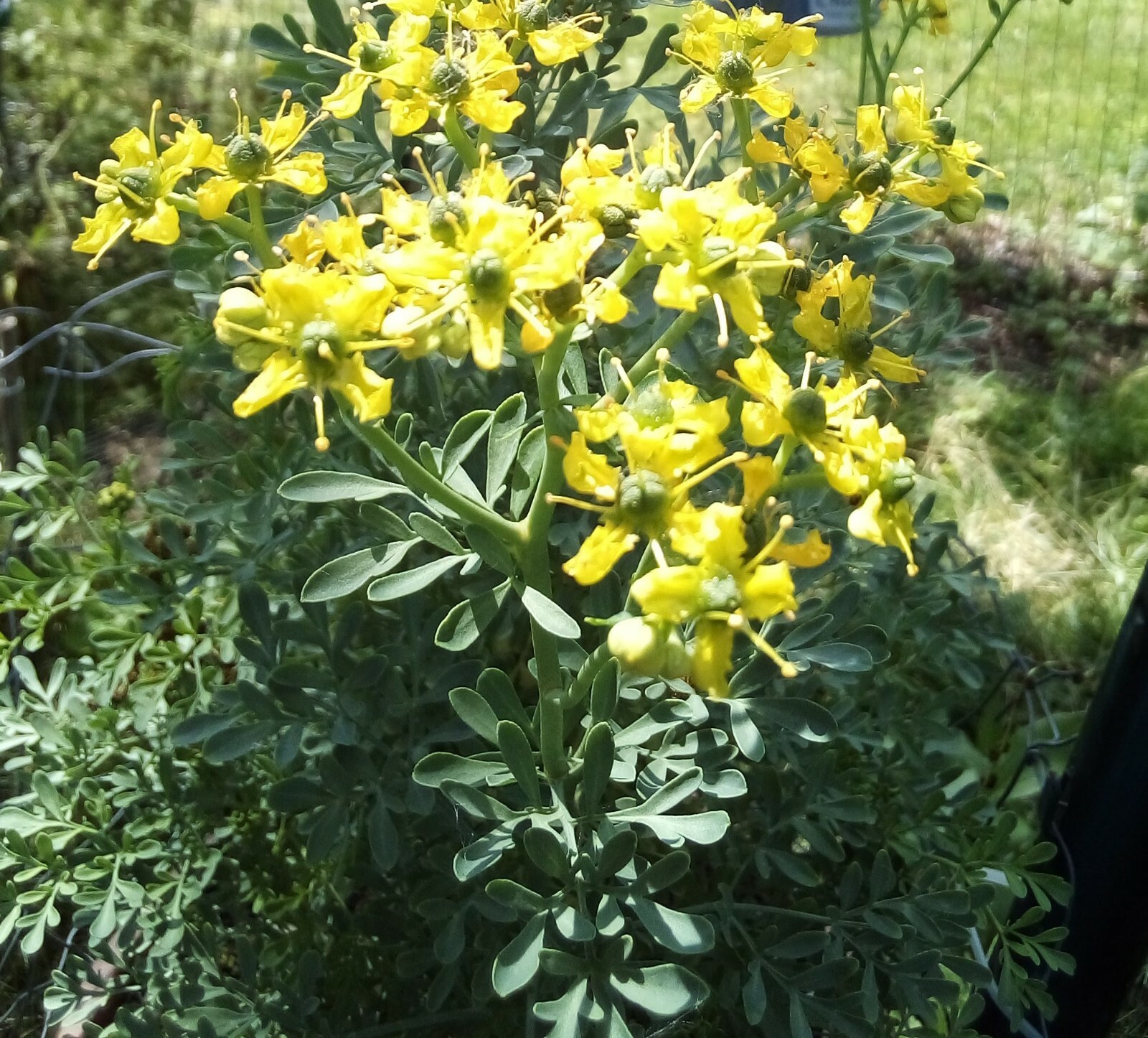 50 SEEDS RUE RUTA GRAVEOLENS