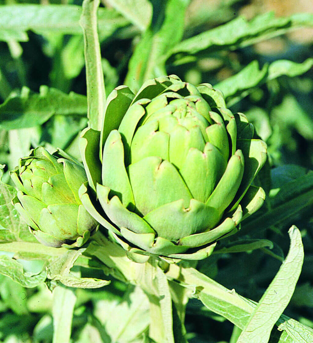 Artichoke seed: Green Globe artichoke seeds. Fresh Seed