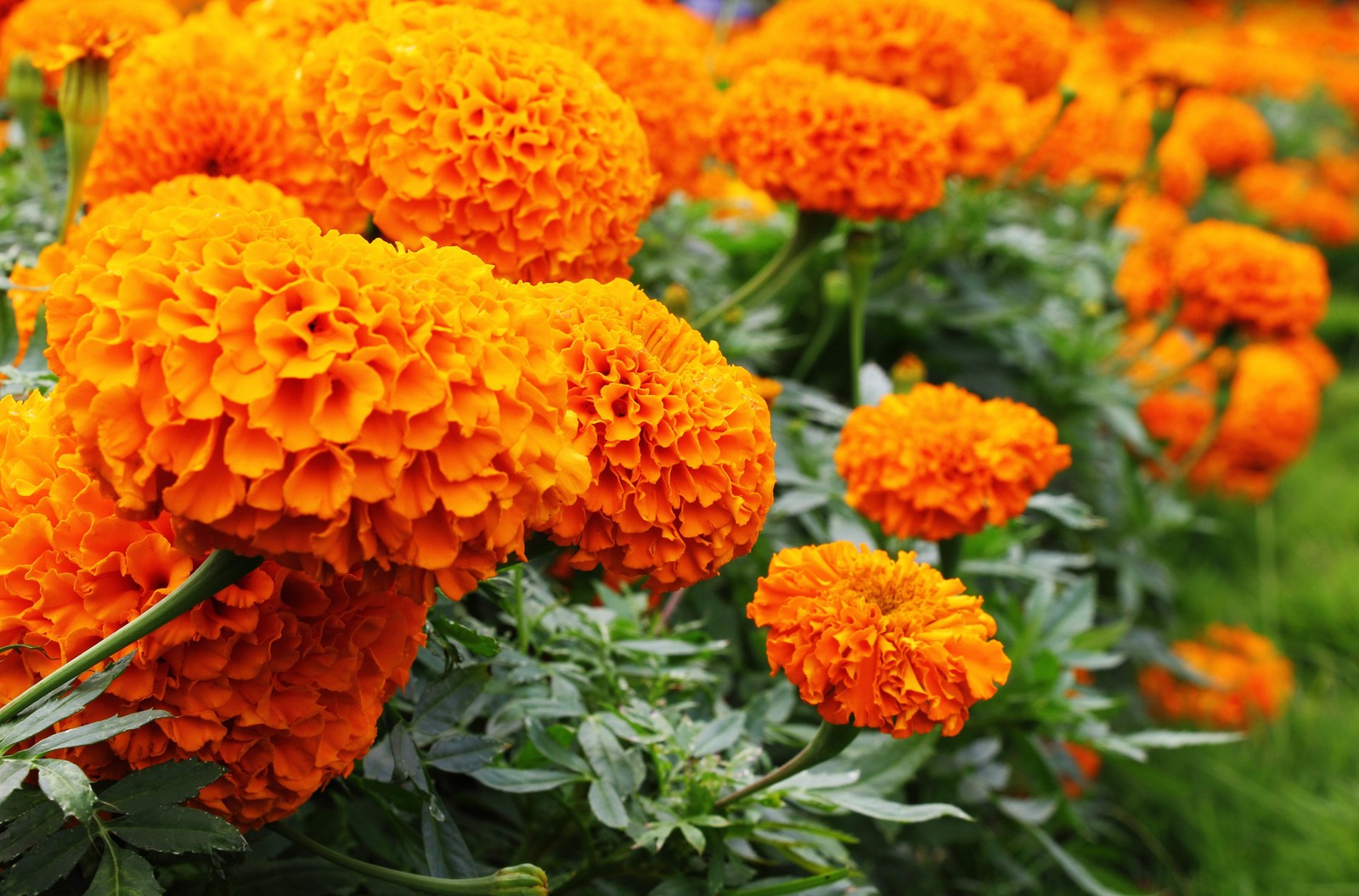250 AFRICAN MARIGOLD CRACKERJACK Mixed Color Tagetes Erecta Flower Seeds *CombSH
