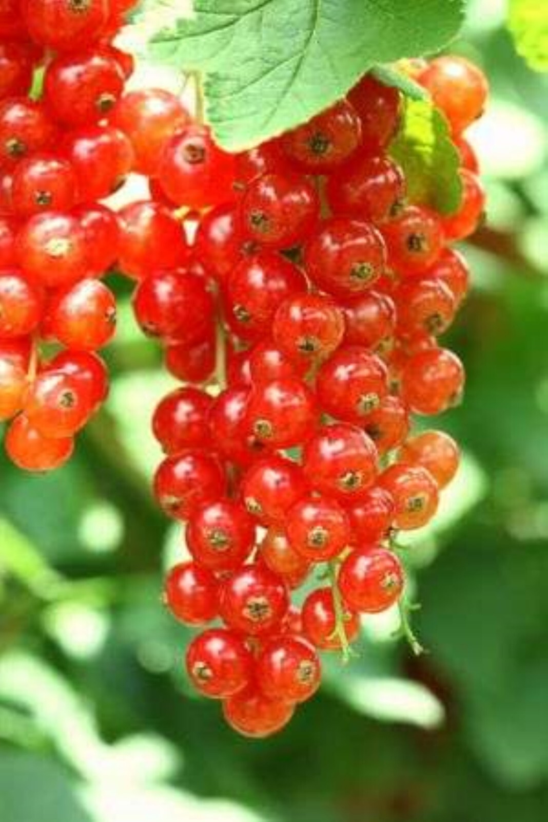 Red Currant “Cherry Red” Rooted plant, 6-12″ tall, 1 year old