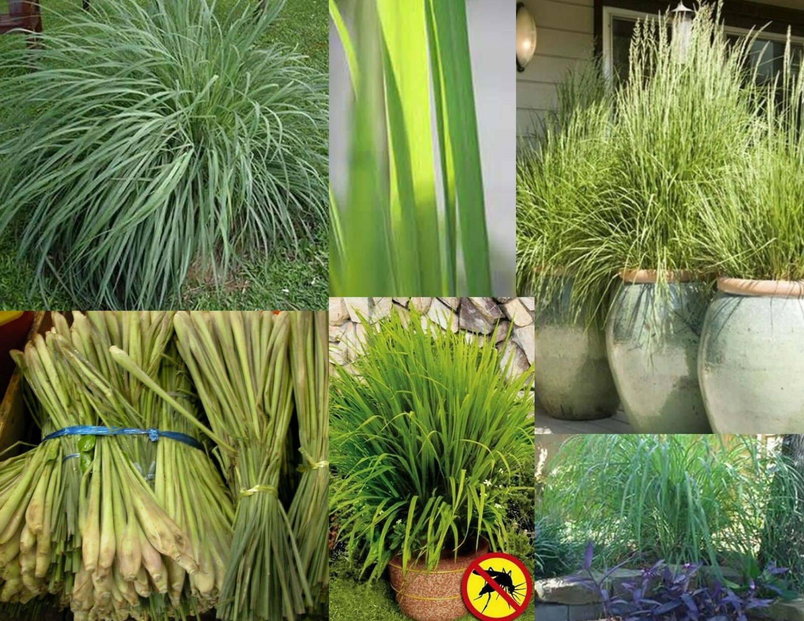 100+ LEMON GRASS SEEDS, NON-GMO, Distinct Lemon Flavor & Mosquito Repellant