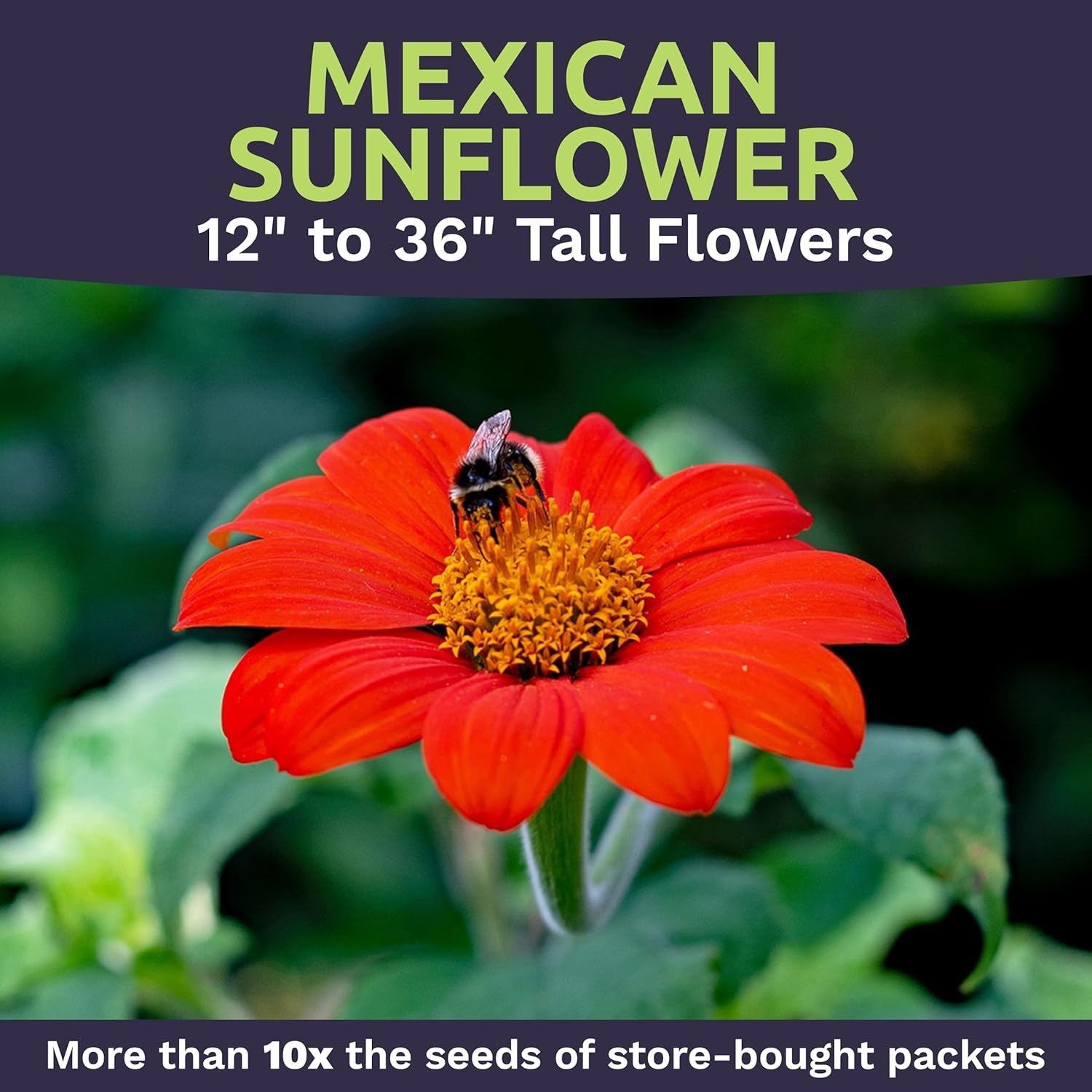 Bulk Mexican Sunflower Seeds 10,000+ Open Pollinated Non-GMO Tithonia rotundi…