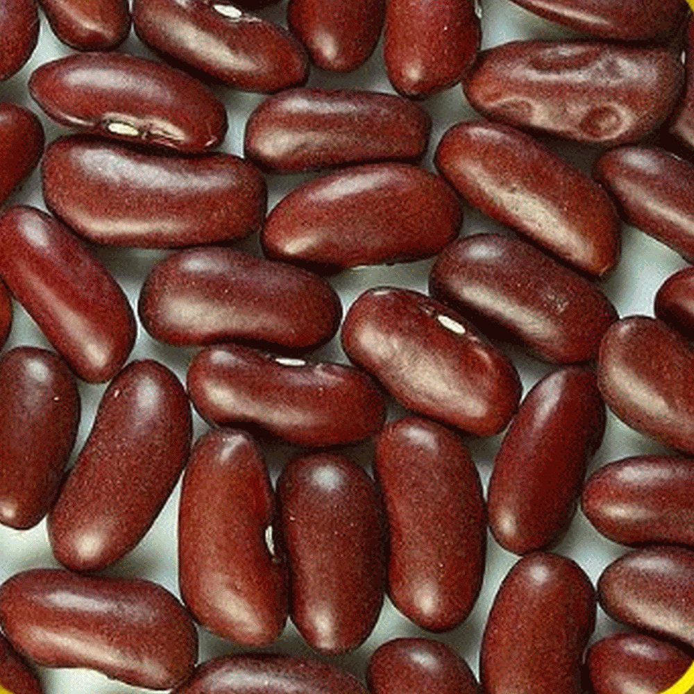 Dark Red Kidney Beans Untreated. FREE SHIPPING!