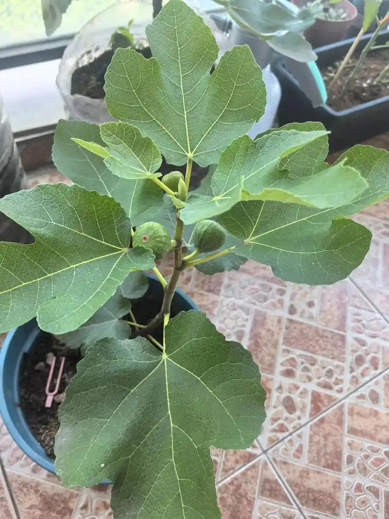 Fig Tree Seeds 300ct Ficus carica Fruit Seeds for Planting Outdoor Garden