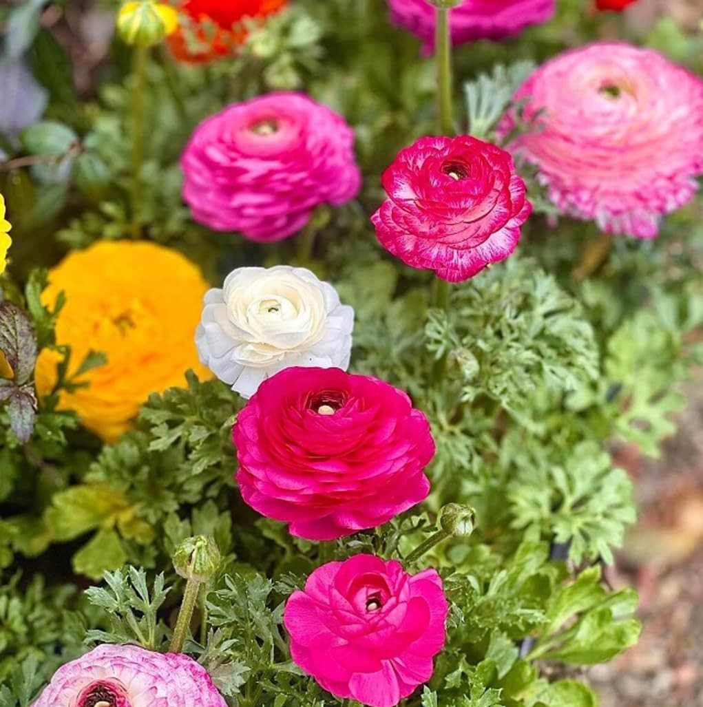 10PCS Mixed Color Ranunculus Bulbs Double Buttercups Spring Rose Bulb Wedding Fl