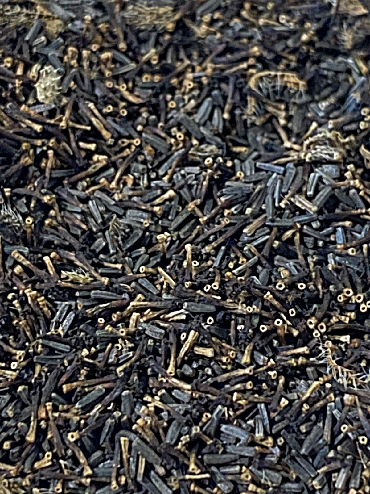 100+ Black Eyed Susan Seeds Native Wildflower Attracts Pollinators Bees
