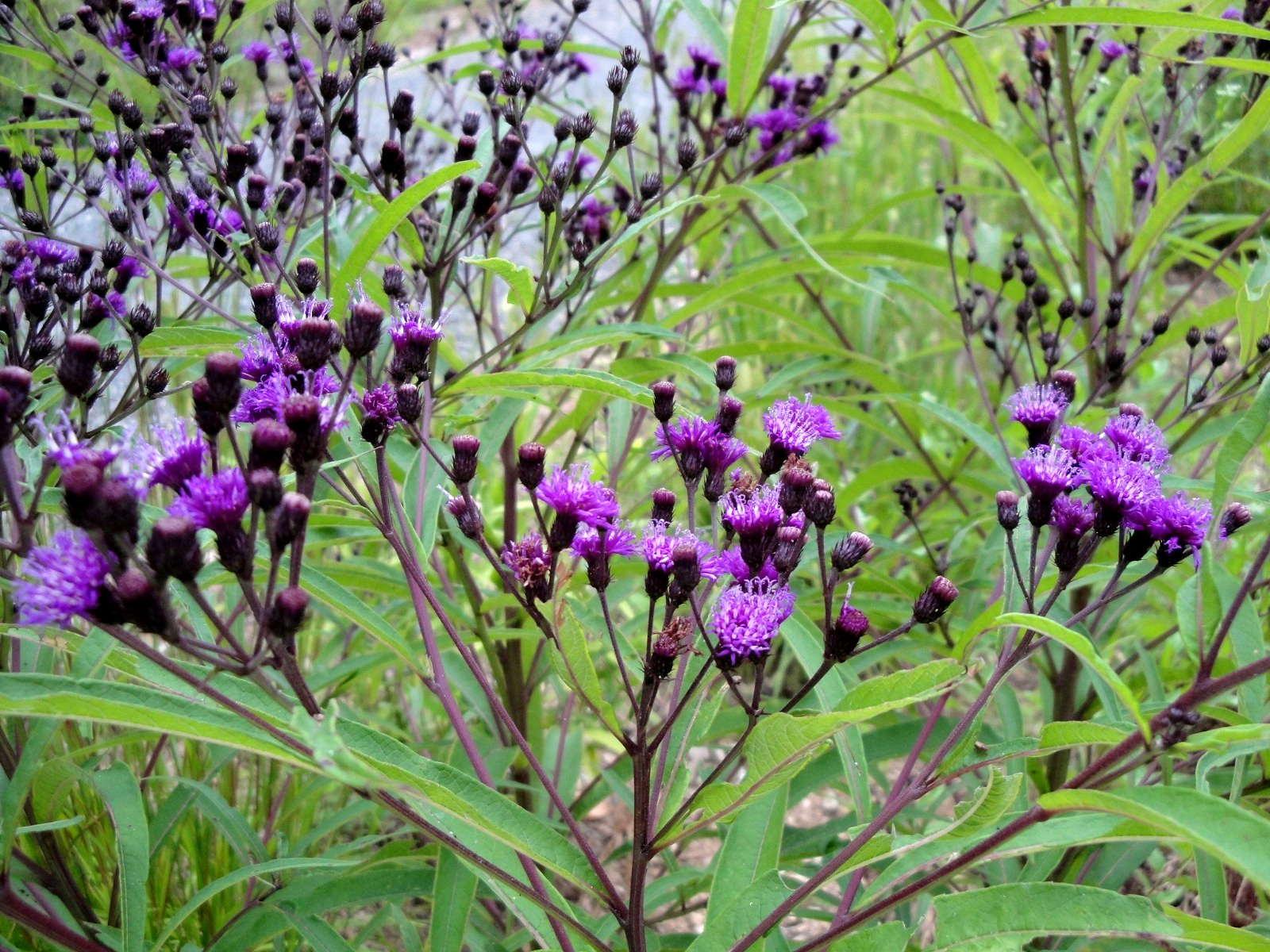 Vernonia noveboracensis New York Ironweed Native Perennial 50 seeds from 2025