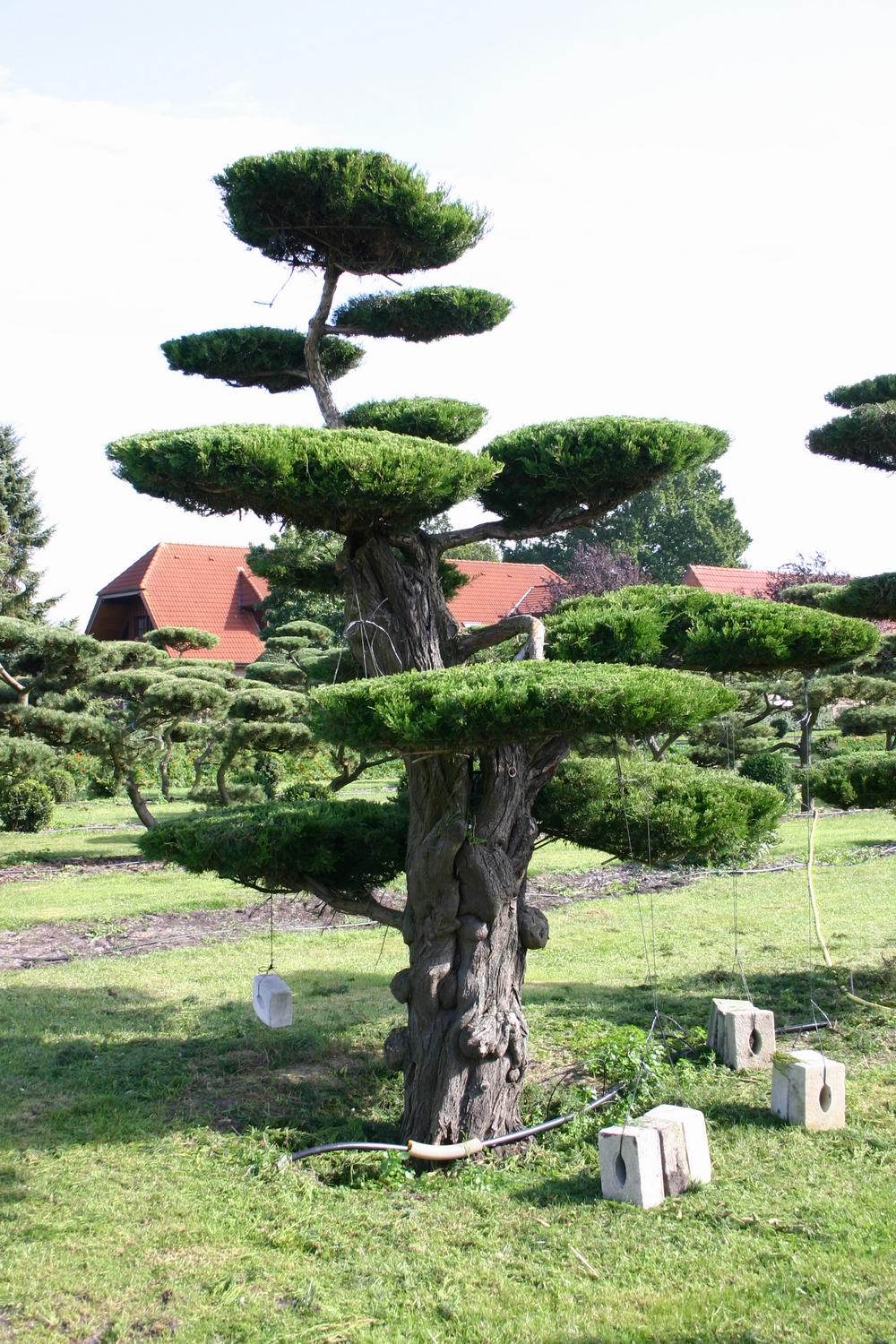 Eastern Red cedar, Juniperus virginiana, Tree Seeds