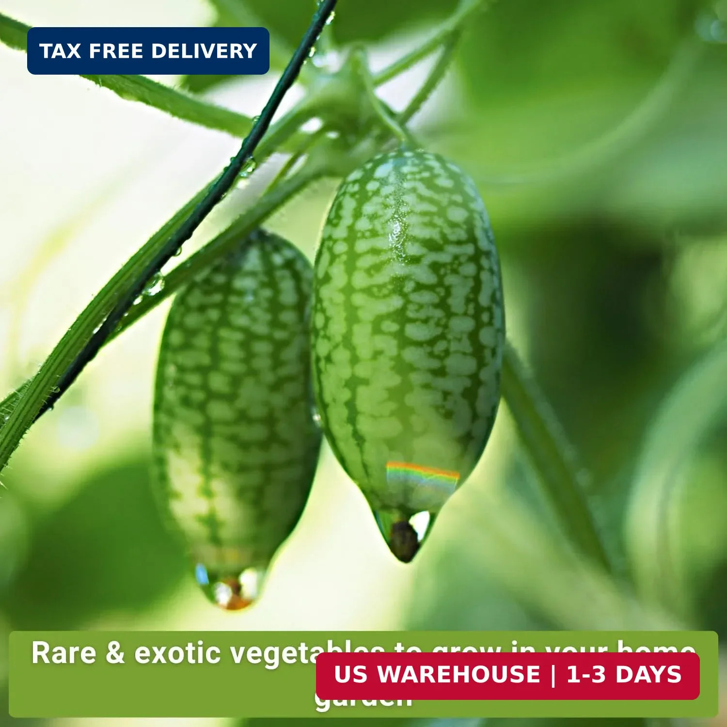 Sow Right Seeds – Rare Exotic Vegetable Seed Collection for Planting – Non-GMO H