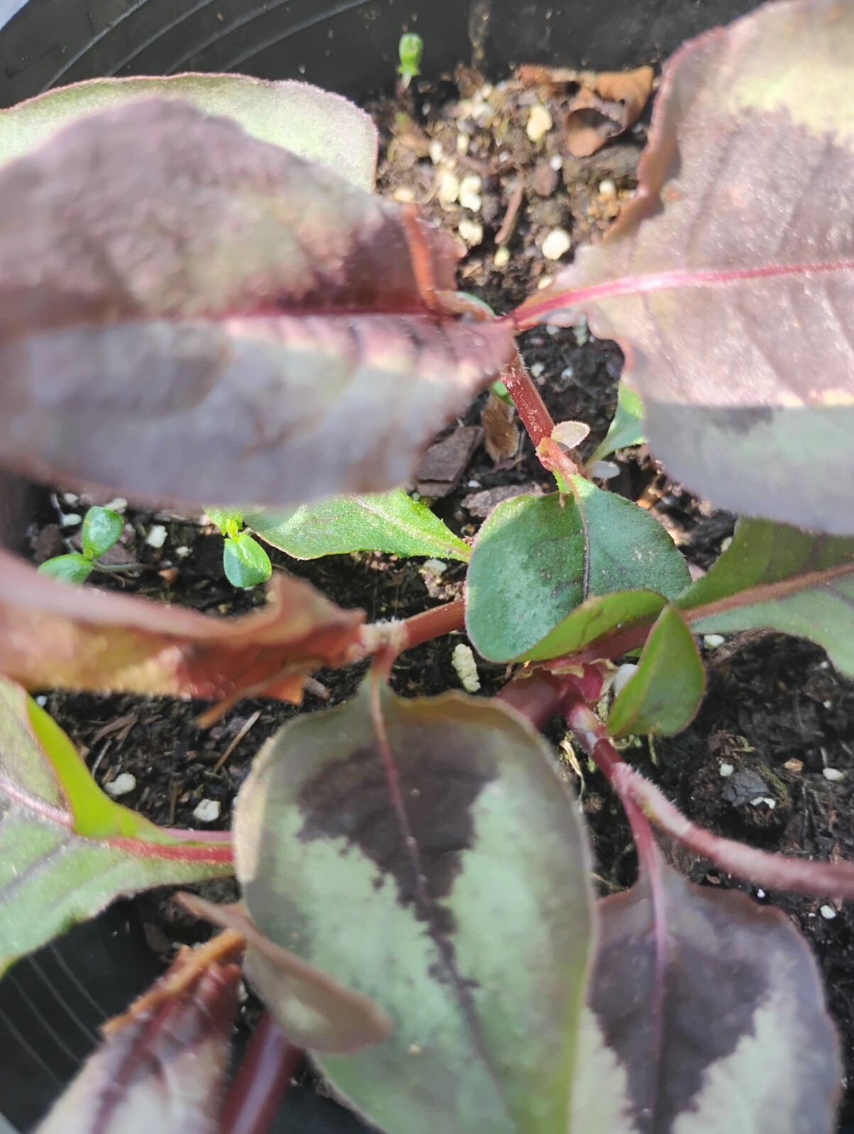 SET 2 UNIQUE. EVER-CHANGING COLORS! RED DRAGON PER. PRETTY EASIEST GROWER