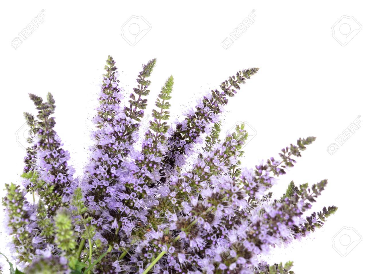 301+SPEARMINT Seeds Organic Herb Mint Tea Patio Container Vegetable Garden Easy
