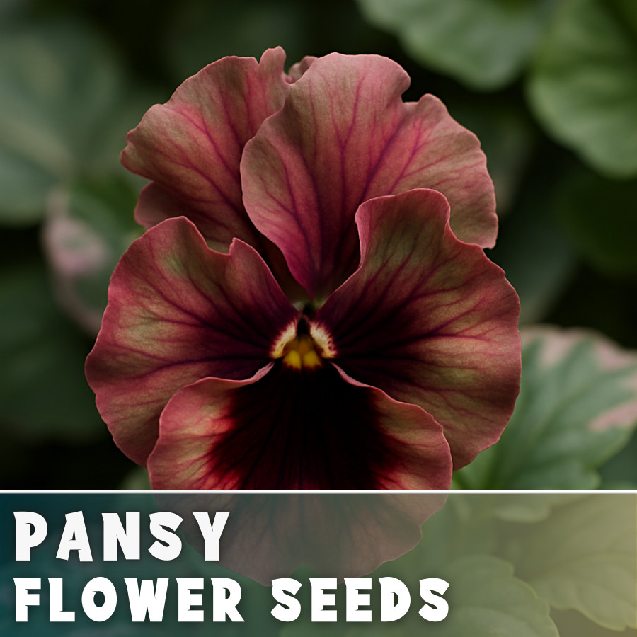 150+ Pansy Seeds (Viola) – Fragrant, Flower Seeds, Annual Seeds, Garden Seeds