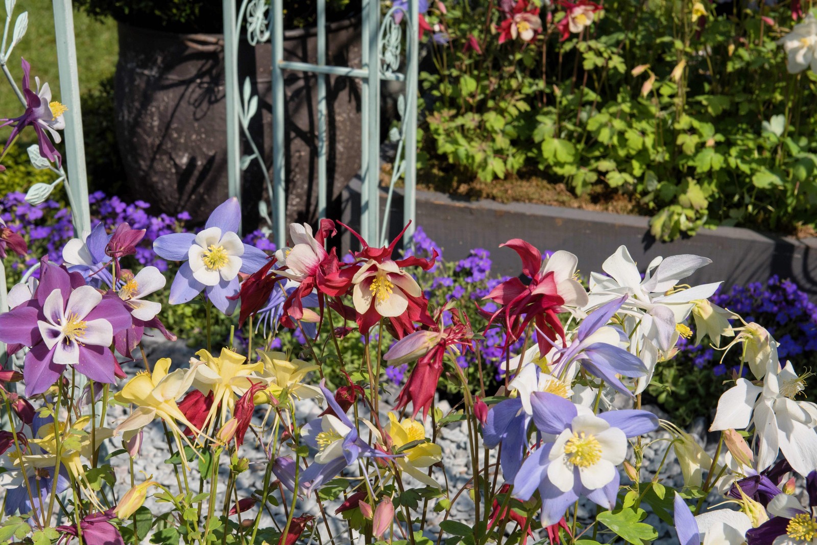 100 DWARF COLUMBINE Aquilegia Mixed Colors Flower Seeds *Flat S/H