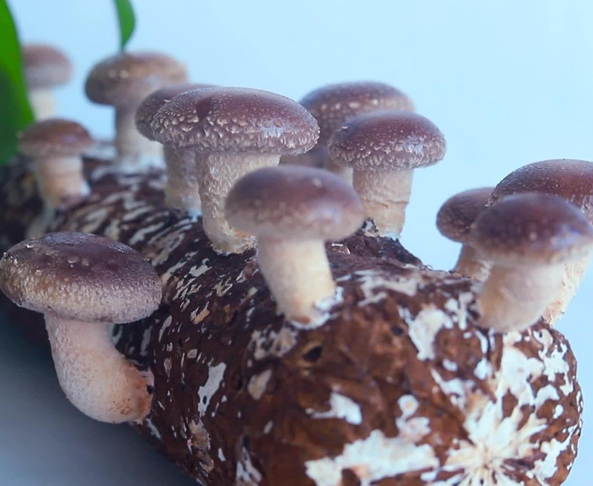 100pcs Non GMO Shiitake Mushroom Mycelium Seeds, Spores Spawn for Planting