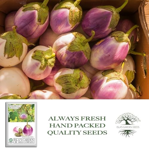Rosa Bianca Eggplant Seeds (Solanum melongena) – 20 Non-GMO Heirloom Seeds by