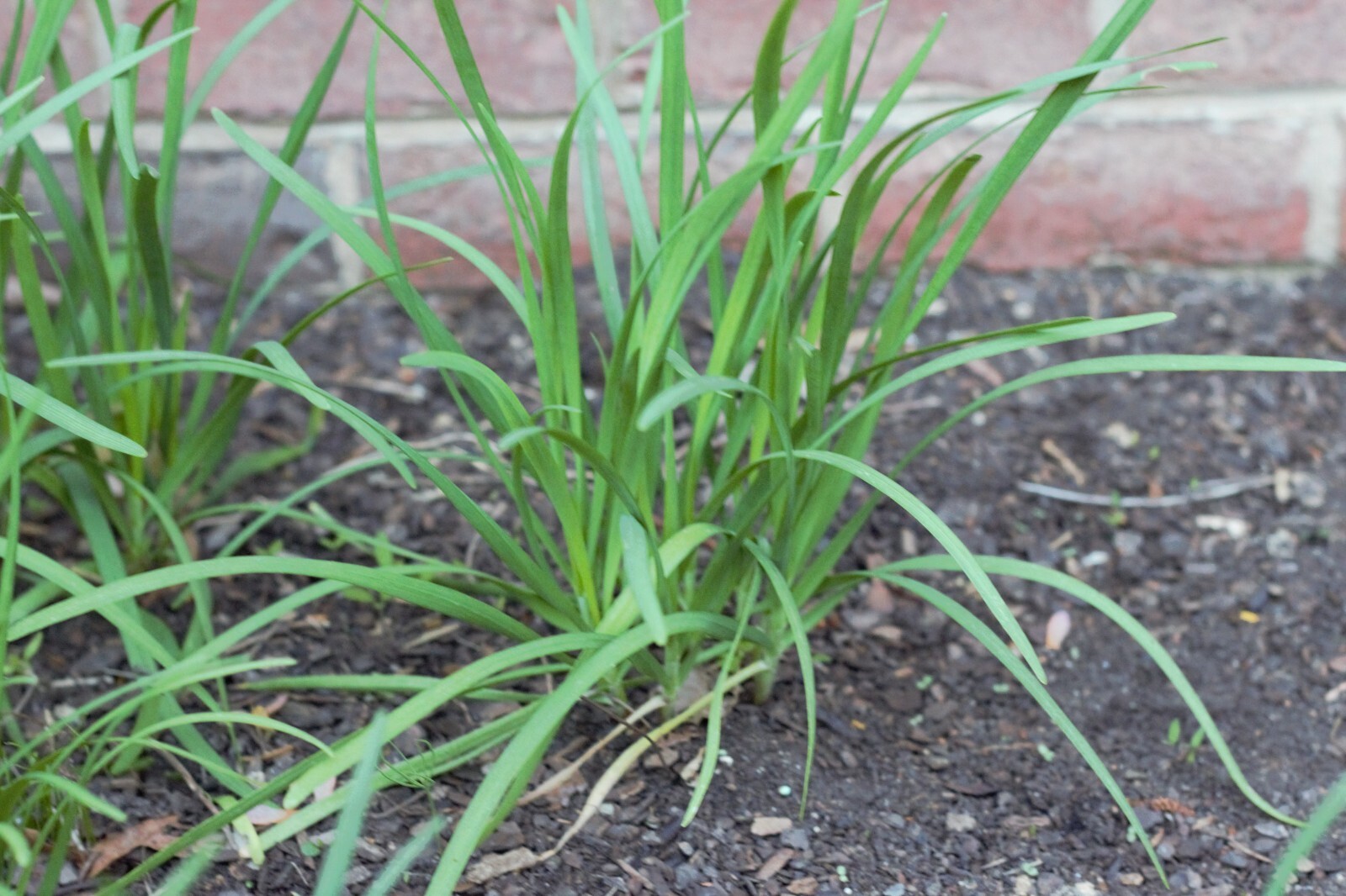 Fresh Garlic Chive Seeds 1000 count – Perennial 