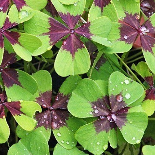 Pack of 15 Gorgeous Iron Cross Shamrock Oxalis Tetraphylla Bulbs