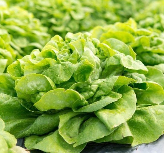 1g- Lettuce Seeds 900+ – Fresh Harvest of Premium- Buttercrunch Butterhead- B 16
