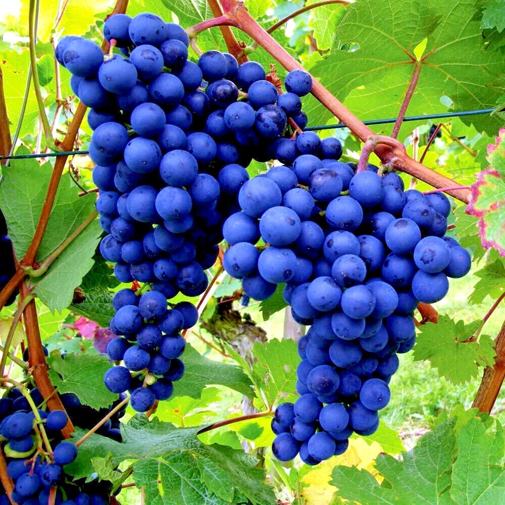 20 WINE GRAPE SEEDS (Vitis vinifera) Vine Tree Fast Hardy Garden Fruit Plant