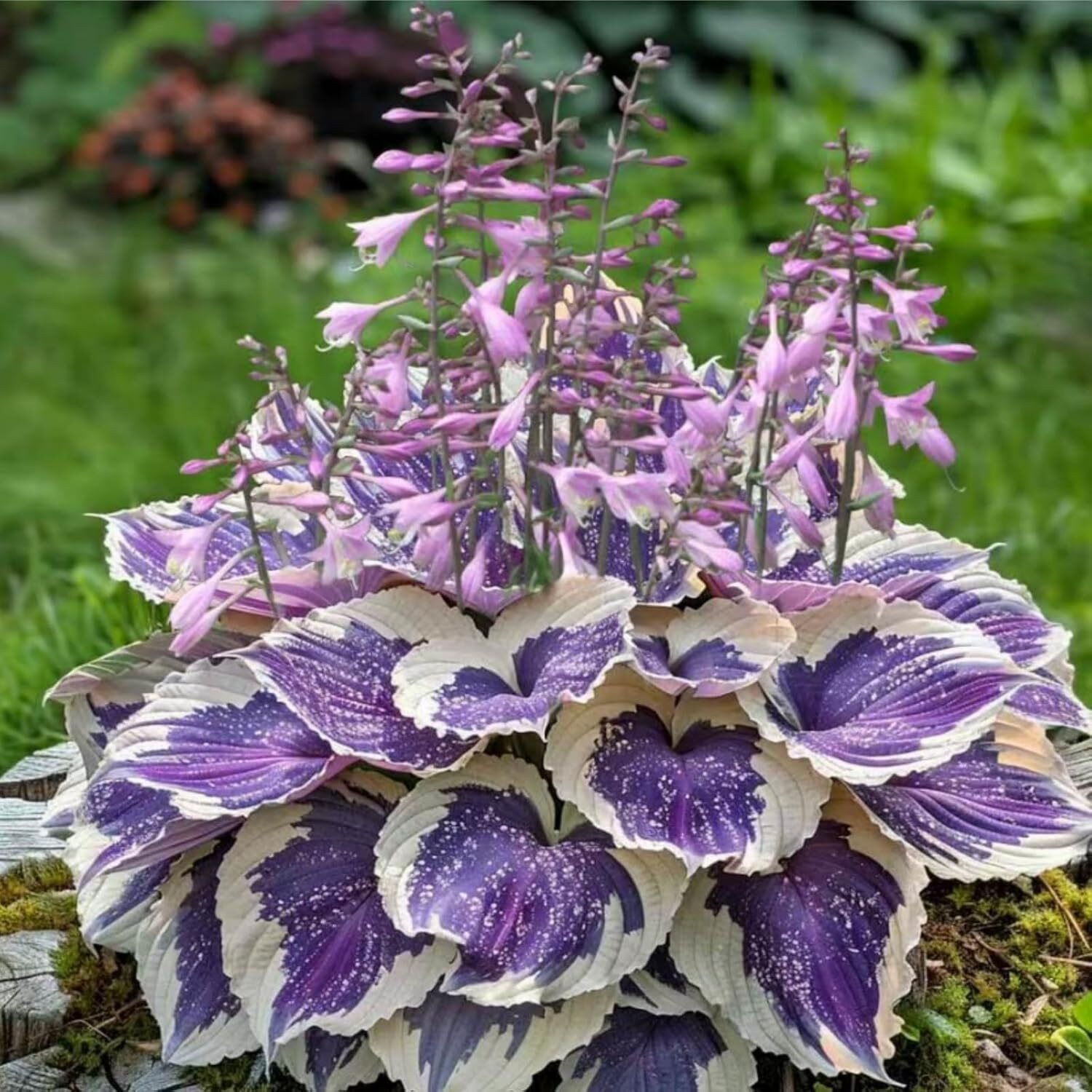 Mixed Hosta Seeds for Planting Purple Black Red Hosta Plant Seeds Perennial Home