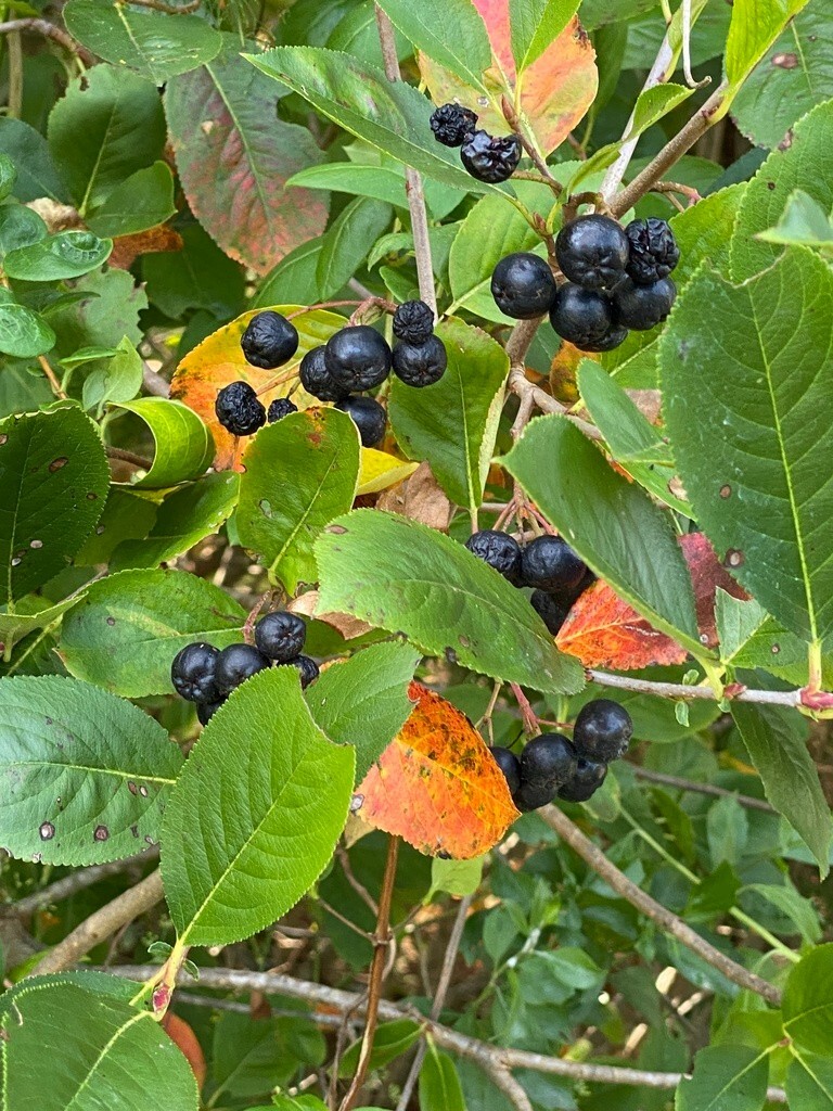 Black Chokeberry (Aronia melanocarpa), Choose how many seeds!