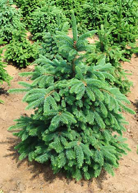 Green Douglas Fir, Pseudotsuga menziesii, Tree Seeds