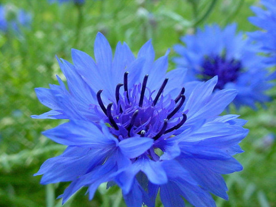 Tall Blue Bachelor Button Cornflower Seeds Free Shipping!