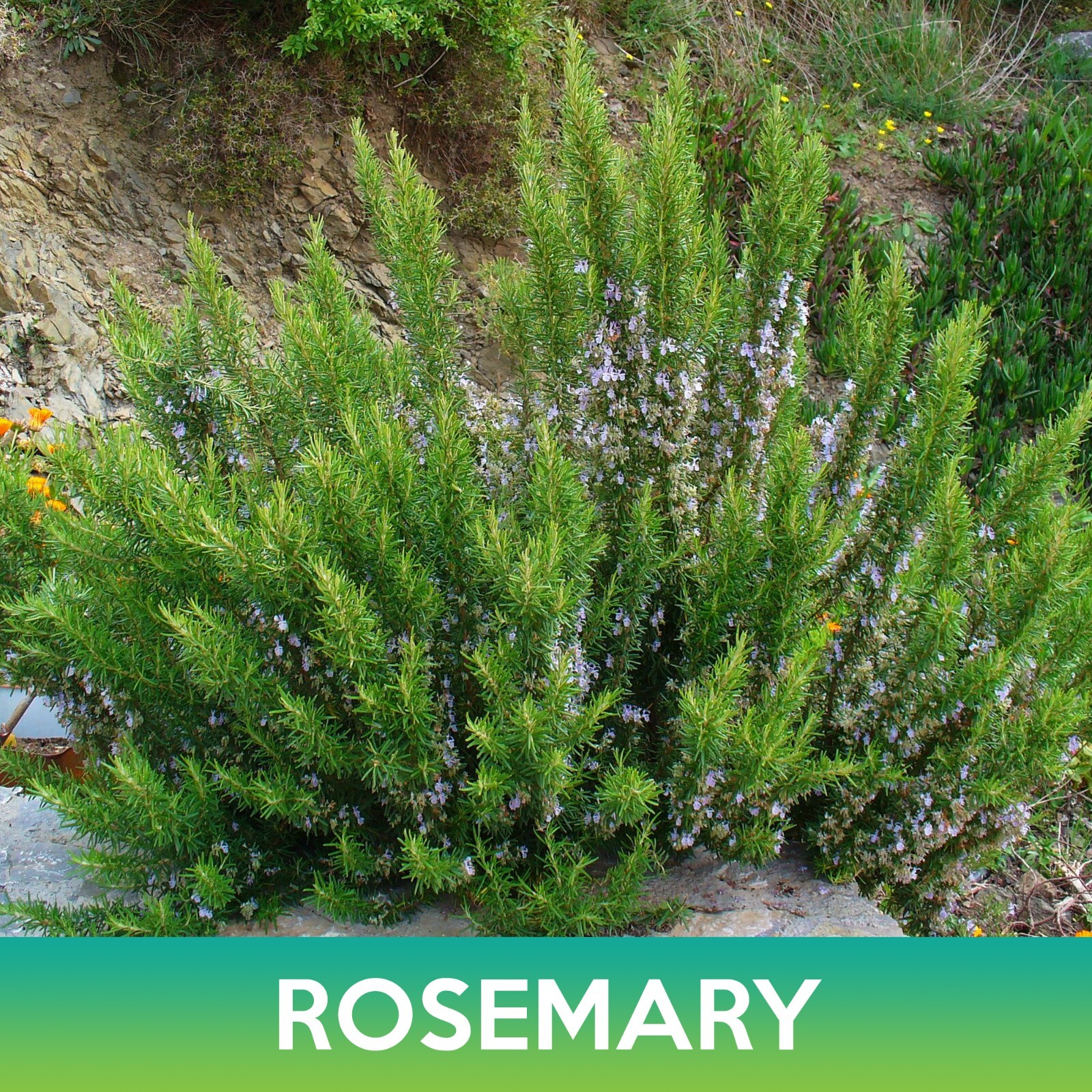 Rosemary Seeds