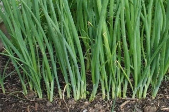 Perennial 50 Japanese bunching Onion Heshiko seeds Zone 4-9